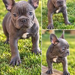 Red Collar Female - Blue female French Bulldog puppy in Easton, Pennsylvania from Luna’s puppies