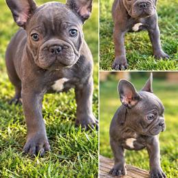 Red Collar Female - Blue female French Bulldog puppy in Easton, Pennsylvania from Luna’s puppies