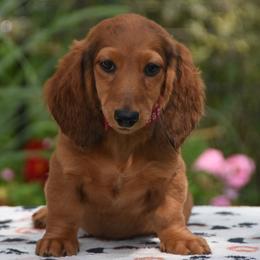 Red paws - Red male Dachshund puppy in Hebron, Indiana from MCS Dachshunds