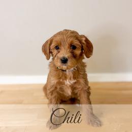 Chili - Red  female Goldendoodle puppy in Melba, Idaho from KZ Doodles