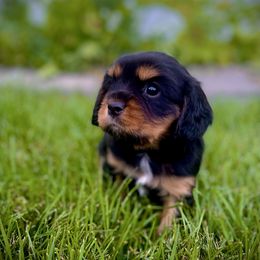 Earth - Black and tan male Cavalier King Charles Spaniel puppy in Spokane, Washington from Treasured Cavaliers of the Pacific Northwest