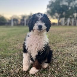 Barley - Black and white male Bernedoodle puppy in Springtown, Texas from North Texas Puppies
