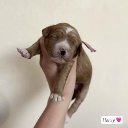 Honey - Red  female Goldendoodle puppy in Crothersville, Indiana from Wischmeier’s Doodles