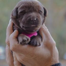 Pink Girl - Chocolate female Labrador Retriever puppy in Linville, Virginia from Virginia Labradors