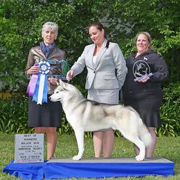Siberian Husky All Grown Up from Twilights Kennel