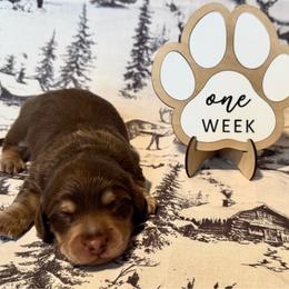 Expresso - Chocolate and cream male Dachshund puppy in Dothan, Alabama from Little House Pups