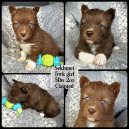 Sekhmet - Red and white female Siberian Husky puppy in Florence, Kentucky from Moonlight Howl Huskies