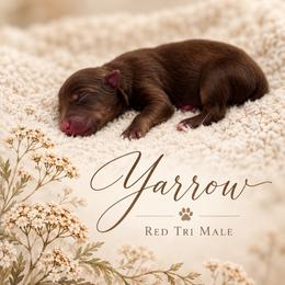 Yarrow - Red tri male Miniature Australian Shepherd puppy in Cave Creek, Arizona from Arizona Aussies