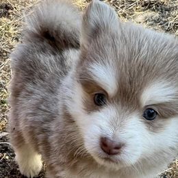 Pomskies from Garden state pomskies