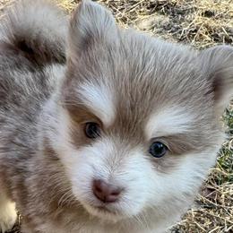 Pomskies from Garden state pomskies
