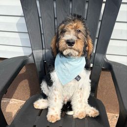 Aqua Band Boy - Black male Labradoodle puppy in Plainfield, New Jersey from Caris Paws Poodles and Doodles