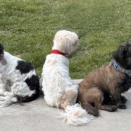 Shih Tzus from Ju’Little Shih Tzu