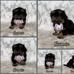 Storm - Black and tan male Shih Tzu puppy in Yelm, Washington from Lala's All Star Shih Tzu