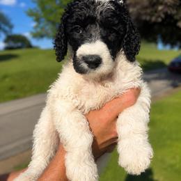Flurry - Parti male Poodle puppy in Washington, Pennsylvania from Patriotic Poodles