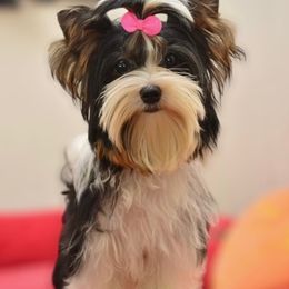 Gisella - Biewer Terrier