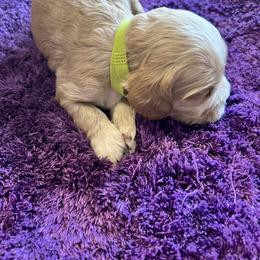 Green - Buff and white female Cocker Spaniel puppy in Philpot, Kentucky from Country Cockers