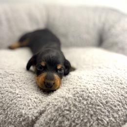 AKC Java - Black and tan male Dachshund puppy in Laveen, Arizona from Acosta Kennel