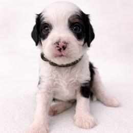 Pepper - Tri-color male Cavapoo puppy in Beech Island, South Carolina from New Moon Farm Canines