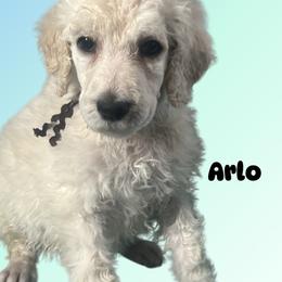 Arlo - Cream male Poodle puppy in Baltimore, Maryland from Steinrock’s Standards