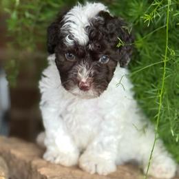 Mo - Chocolate and white male Havapoo puppy in Lancaster, South Carolina from 3 Bs Havanese-PUPPIES with  PURPOSE