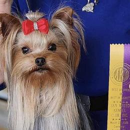 Yorkshire Terriers from Real Yorkies of NorCal