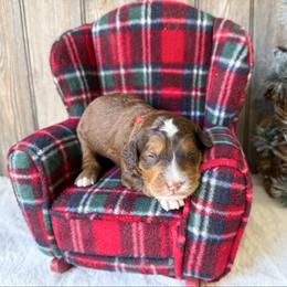 London (choc sable) - Sable male Bernedoodle puppy in Wamego, Kansas from Doodles of Oz