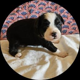 Dawn - Black tri female Toy Australian Shepherd puppy in Snowflake, Arizona from Halfpint Aussies