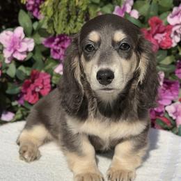 Willow (No breeding homes allowed) - Blue and cream female Dachshund puppy in Fayetteville, North Carolina from RRD