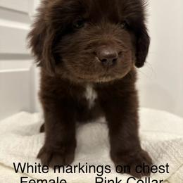 Penelope pink collar - Brown female Newfoundland puppy in Comstock Park, Michigan from Two Brown Dogs and a Pig
