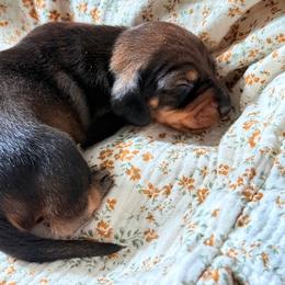 Dachshund Puppies from Drift & Dash Dachshunds