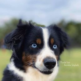 Elsa - Miniature Australian Shepherd