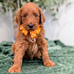 Miss Orange - Red  female Goldendoodle puppy in Greenwood, Louisiana from GoldenFido