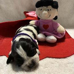 Lucy - Black and white female English Springer Spaniel puppy in Hudson, Michigan from Picky’s Puppies