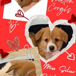 Girl 1 Miss Silver - White and red female Pembroke Welsh Corgi puppy in Milton, Florida from Milton Corgis