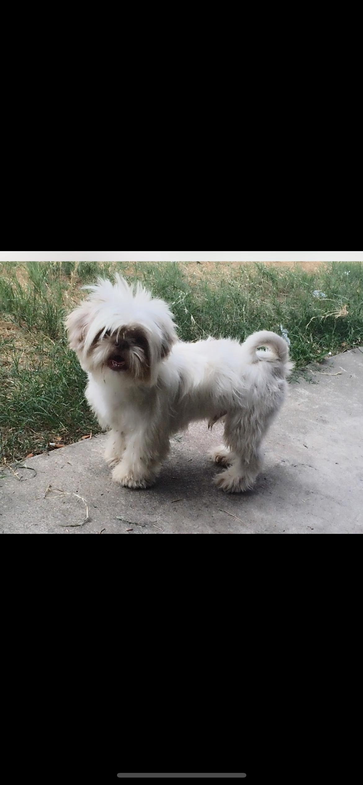 Dodger