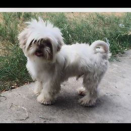Dodger - Shih Tzu