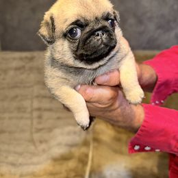 Mr. Red - Fawn male Pug puppy in Arlington, Washington from Sweet Potato Pugs