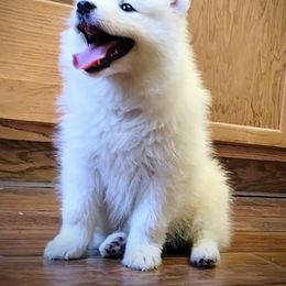 Cocker Spaniel and Samoyed Puppies from Cirkles' Cocker Spaniels