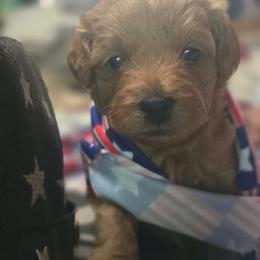 Lightning - Red  male Goldendoodle puppy in Cherry Tree, Pennsylvania from Plum Creek Acres Next Generation