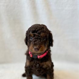 Girl 3 - Chocolate female Goldendoodle puppy in Valley Farms, Arizona from Gall’s Doodle Ranch