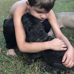 Cane Corso Puppies from Wilco Cane Corso