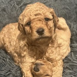 Maltipoos from Red Maltipoos
