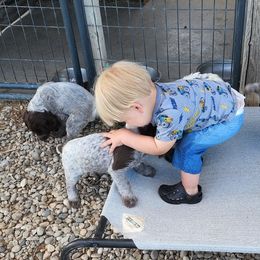 Wirehaired Pointing Griffon Puppies from Idaho Wirehaired Pointing Griffons