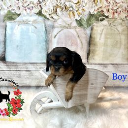 Cavalier King Charles Spaniel Puppies from Ohana Cavalier King Charles Spaniels