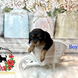 Cavalier King Charles Spaniel Puppies from Ohana Cavalier King Charles Spaniels