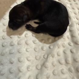 Boy 1 - Black male German Shepherd puppy in Ashland, Alabama from CzechDDR