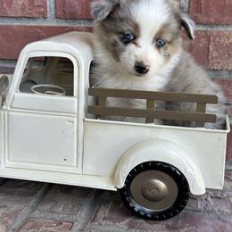 BMM1 - Blue merle male Miniature Australian Shepherd puppy in Lexington, Nebraska from Osborne's Aussies