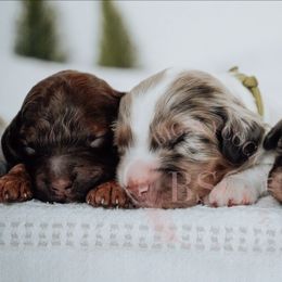 Navy collar - Merle male Cockapoo puppy in Missoula, Montana from Big Sky Cockapoos