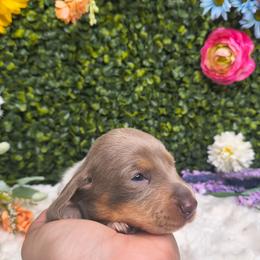 Carter - Fawn (Isabella) male Dachshund puppy in Jackson, Tennessee from BlackPine Kennels