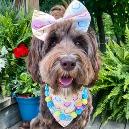 Reese - Australian Labradoodle